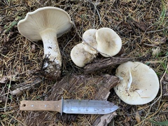 Aspropaxillus