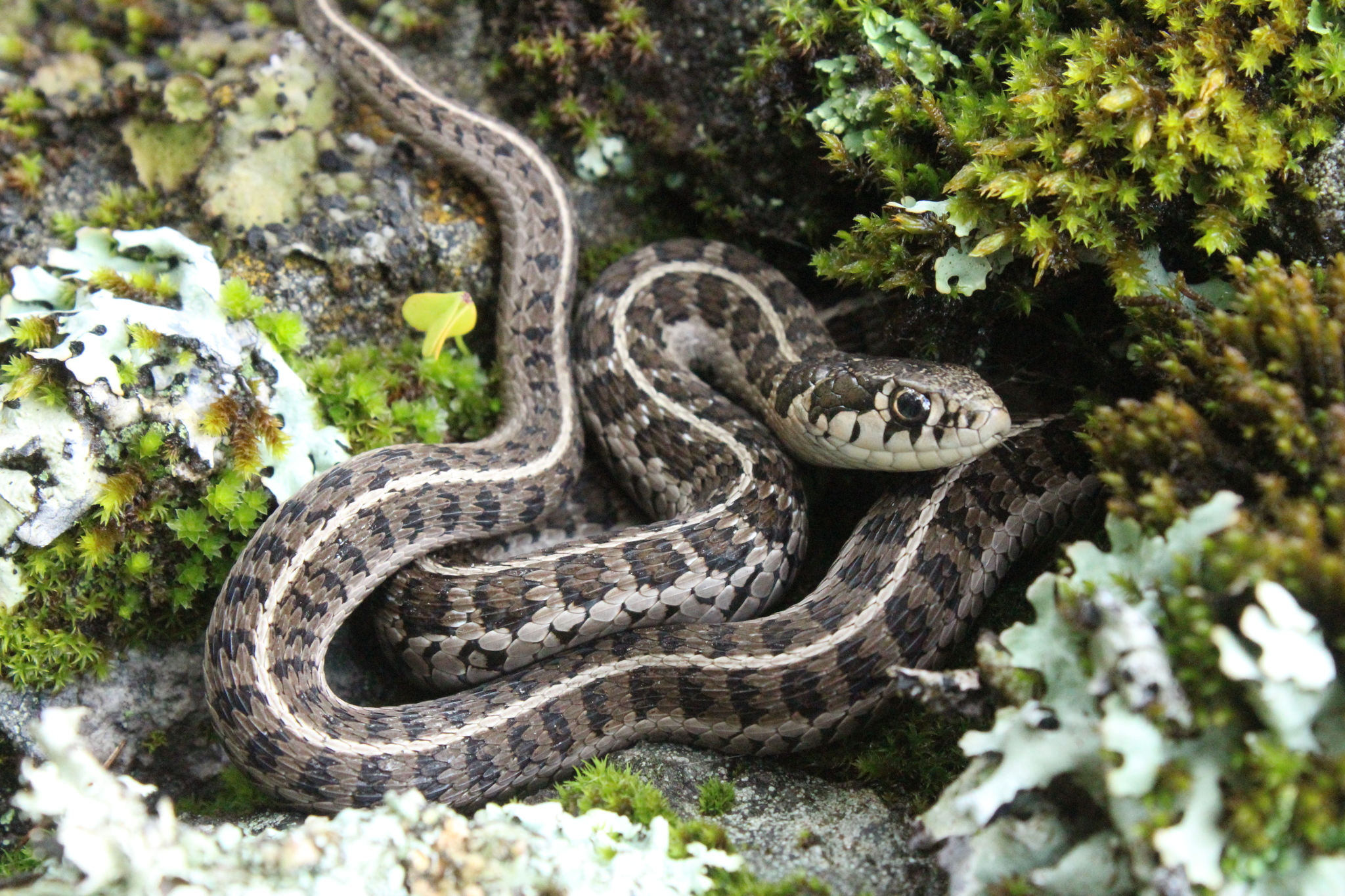 Garter Snakes (Genus Thamnophis) · iNaturalist