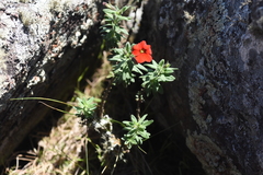 Calibrachoa sendtneriana