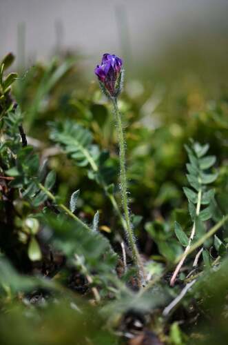 Foucaud's milk vetch (Oxytropis foucaudii)