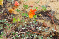 Chamaecrista hispidula