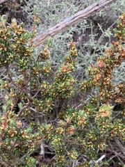 Cliffortia polygonifolia polygonifolia