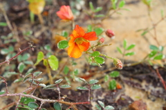 Chamaecrista hispidula
