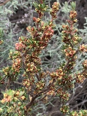 Cliffortia polygonifolia polygonifolia