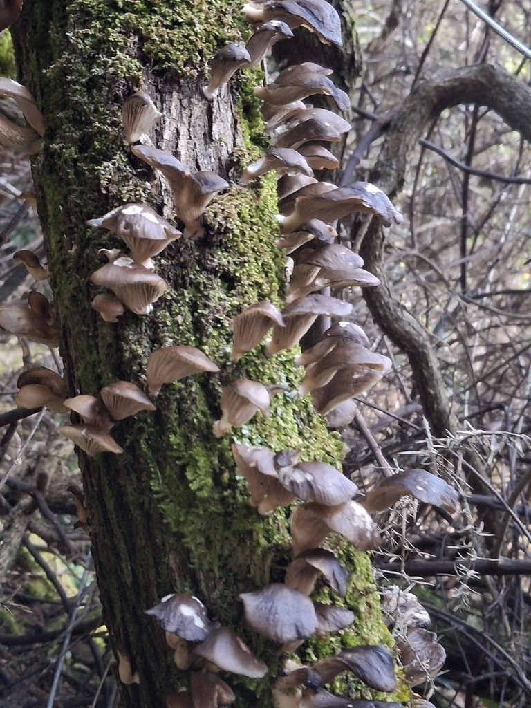 Pleurotus purpureo-olivaceus · August 2025 · photo: © jupal04 (iNaturalist, cc-by)