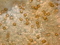 Cortinarius badioflavidus