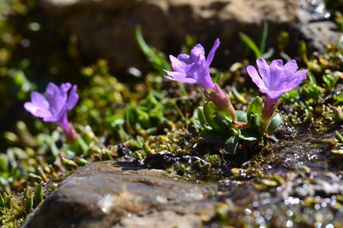 Entire-leaved Primrose (Primula integrifolia)