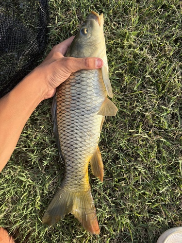 Cyprinus carpio