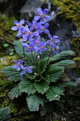 Pyrenean Violet (Ramonda myconi)