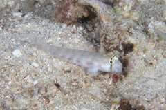 Gnatholepis cauerensis