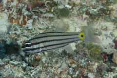 Cheilodipterus isostigma