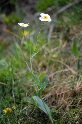 Amplexicaule Buttercup (Ranunculus amplexicaulis)