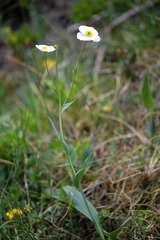 Ranunculus amplexicaulis, photograph (c) Flavien Saboureau, some rights reserved (CC BY)