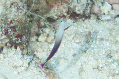 Nemateleotris decora