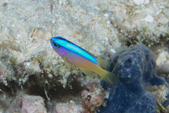 Chrysiptera caeruleolineata