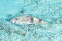 Parupeneus pleurostigma