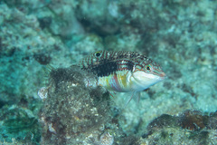 Halichoeres margaritaceus