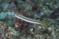 Aspidontus dussumieri