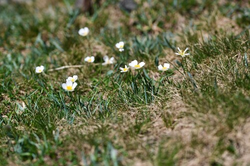 Pyrenean Buttercup (Ranunculus pyrenaeus)