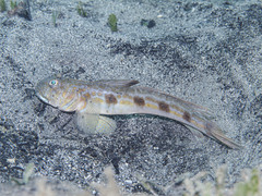 Spotfin Goby photo 2