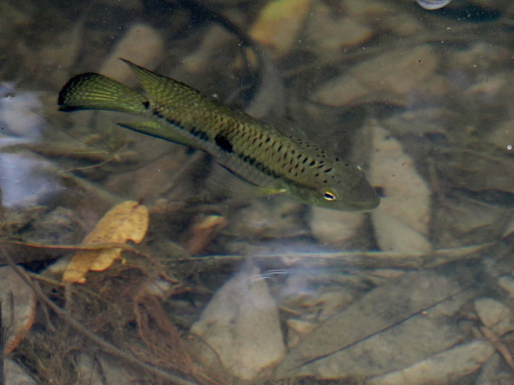 Aequidens rondoni