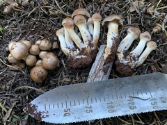 Cortinarius badioflavidus