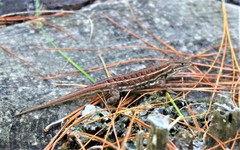 Sceloporus bicanthalis