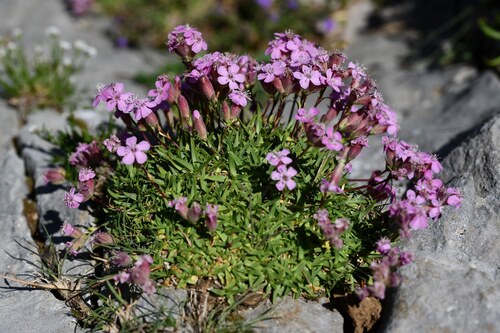 Tufted Soapwort (Saponaria caespitosa)