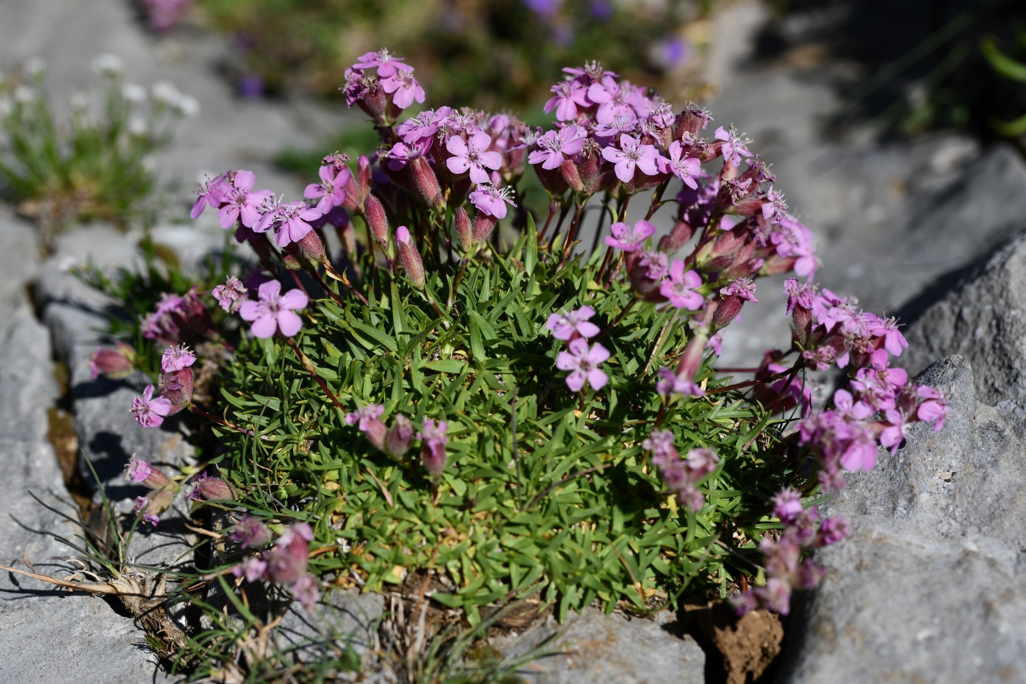 Tufted Soapwort (Saponaria caespitosa)