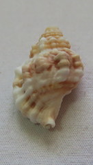 Tonnoidea