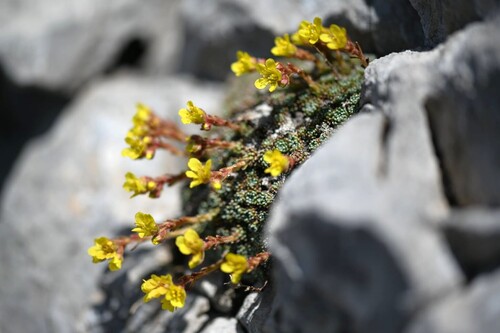 Aretia Saxifrage (Saxifraga aretioides)