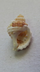 Tonnoidea