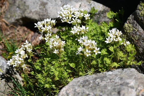 Saxifraga geranioides, photograph 2