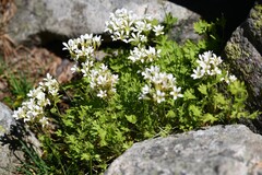 (c) Flavien Saboureau, some rights reserved (CC BY) Saxifraga geranioides, photograph (c) Flavien Saboureau, some rights reserved (CC BY)