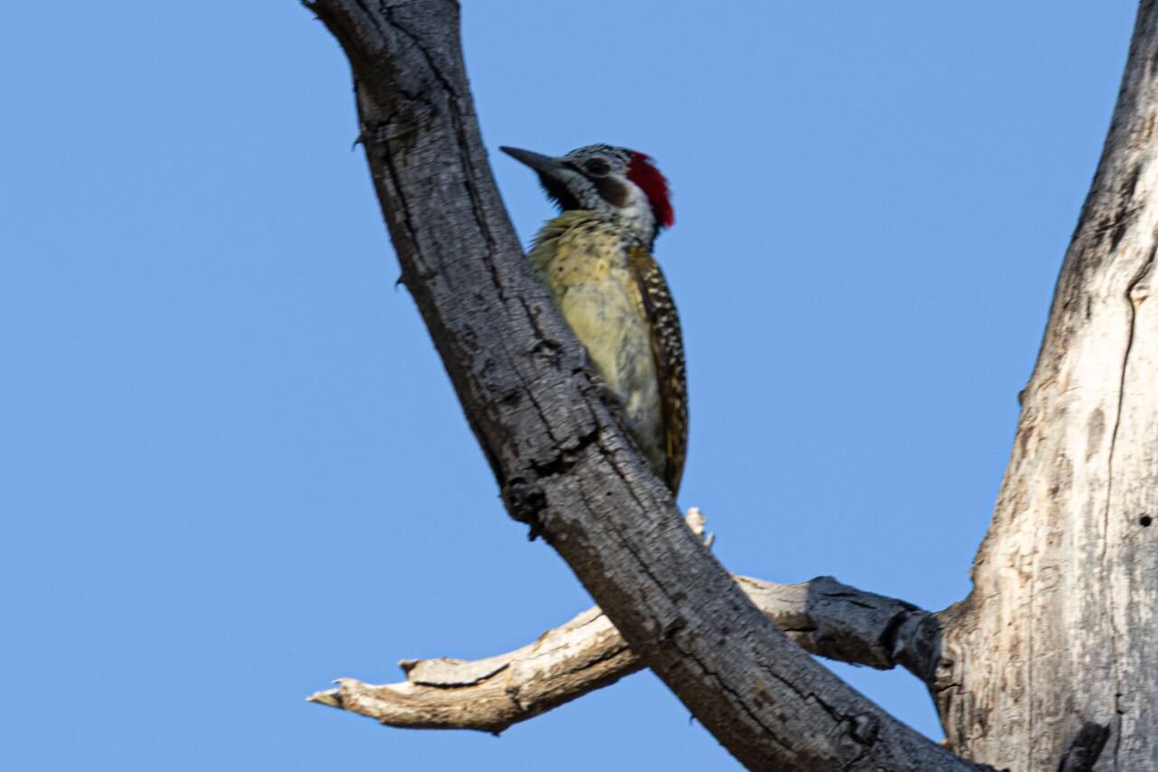 Bennett's Woodpecker (Campethera bennettii), photo 10