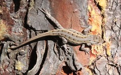 Sceloporus subniger