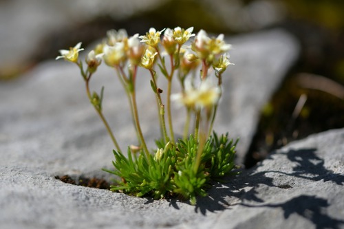 Saxifraga hariotii, photograph 4