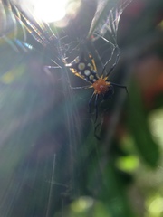 Micrathena funebris