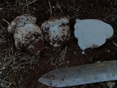 Hygrophorus ponderatus