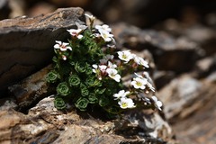 (c) Flavien Saboureau, some rights reserved (CC BY) Saxifraga pubescens, photograph (c) Flavien Saboureau, some rights reserved (CC BY)