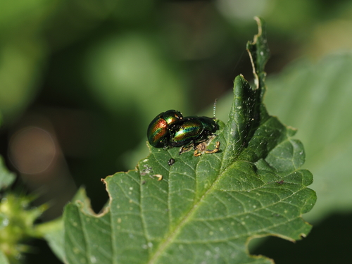 Prächtiger Blattkäfer