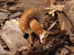 Pluteus plautus