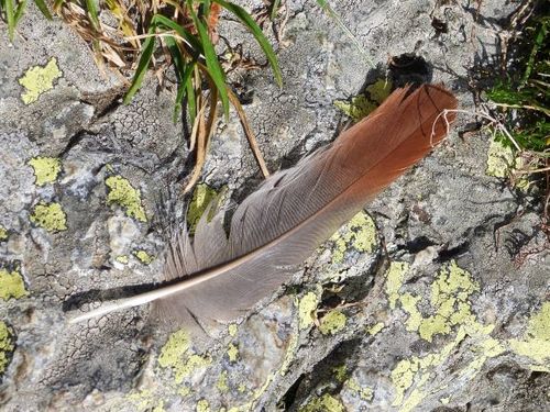 Plume de Perdrix bartavelle