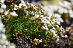 Saxifraga pentadactylis, photograph (c) Flavien Saboureau, some rights reserved (CC BY)