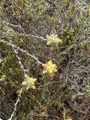 Aspalathus tridentata