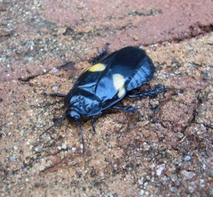 Panesthia plagiata
