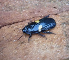 Panesthia plagiata