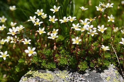 Neglected Saxifrage (Saxifraga praetermissa)
