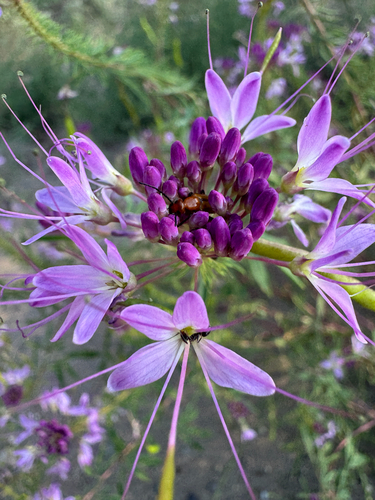 Rocky Mountain Beeplant