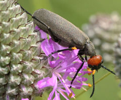 Epicauta atrata